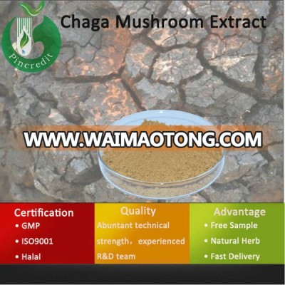 Organic Chaga Mushroom Extract/Natural Chaga Mushroom Extract/Chaga Mushroom Extract