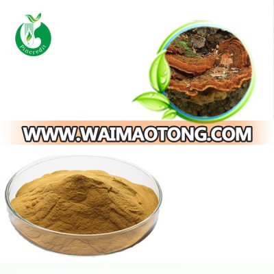 Sanghuang Phellinus Linteus Extract 30% Polysaccharide